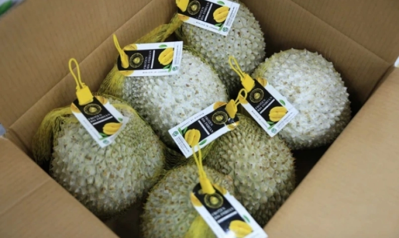 xuat-khau-sau-rieng-vao-han-quoc-vuot-trung-quoc