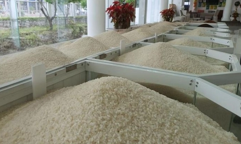 han-quoc-moi-thau-nhap-khau-10000-tan-gao-tam-viet-nam