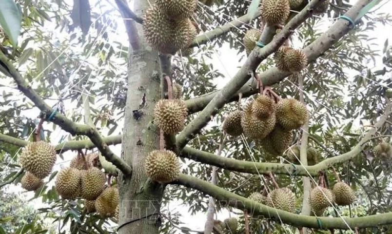 xuat-khau-sau-rieng-vao-han-quoc-tang-manh